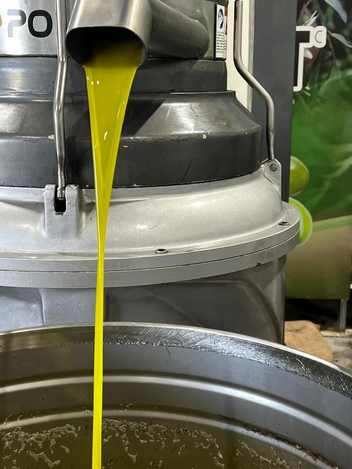L’huile neuve coule du pressoir dans la cuve, à froid