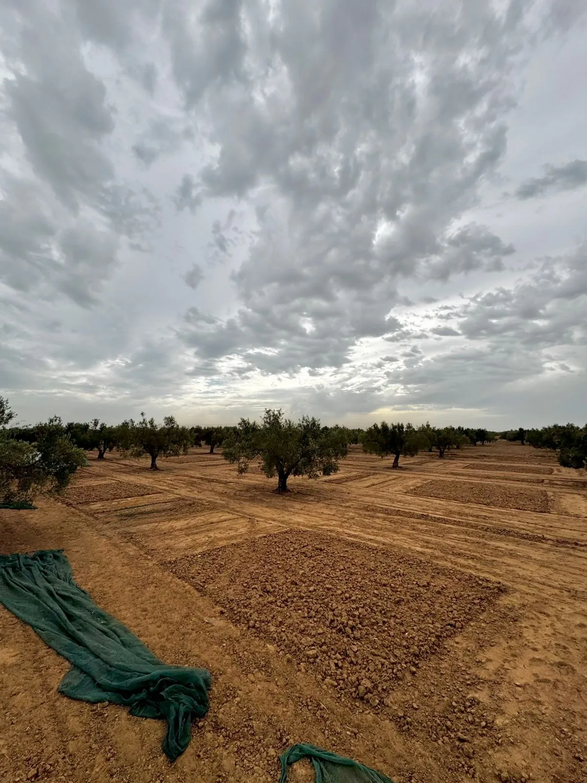 Le ciel voilé au-dessus des rangs d'oliviers et de la terre labourée