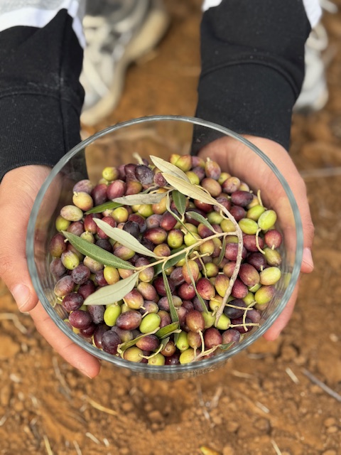Olives fraîches