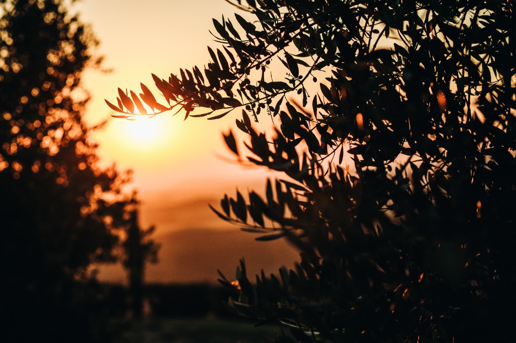 Coucher de soleil sur l'oliveraie
